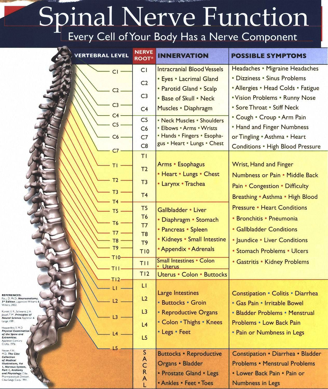 Chiropractic Adjustment Chart